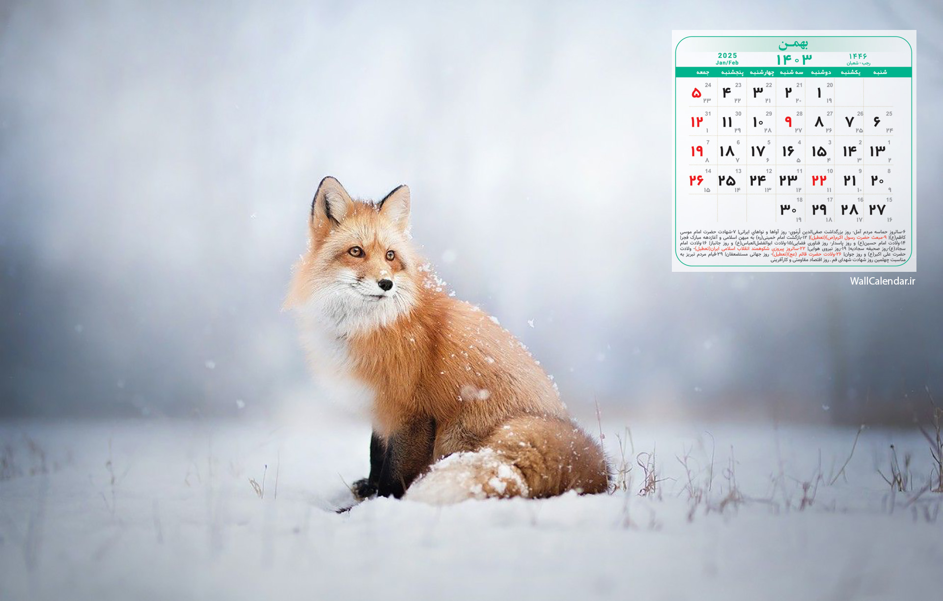 تقویم دسکتاپ بهمن 1403 با عکس روباه خوشکل در برف